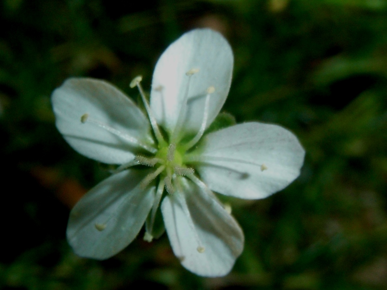 Sagina glabra / Sagina glabra